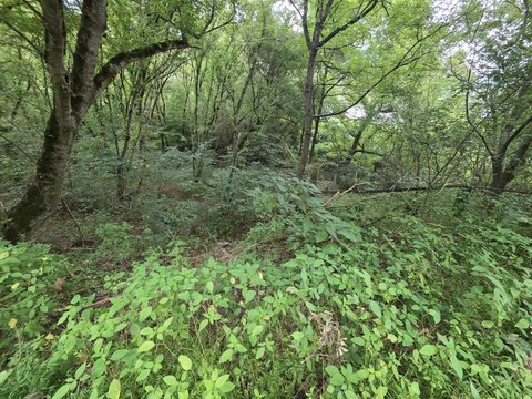 Land, Pikeville, KY
