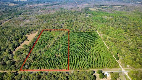 Loblolly Pine Agricultural Land