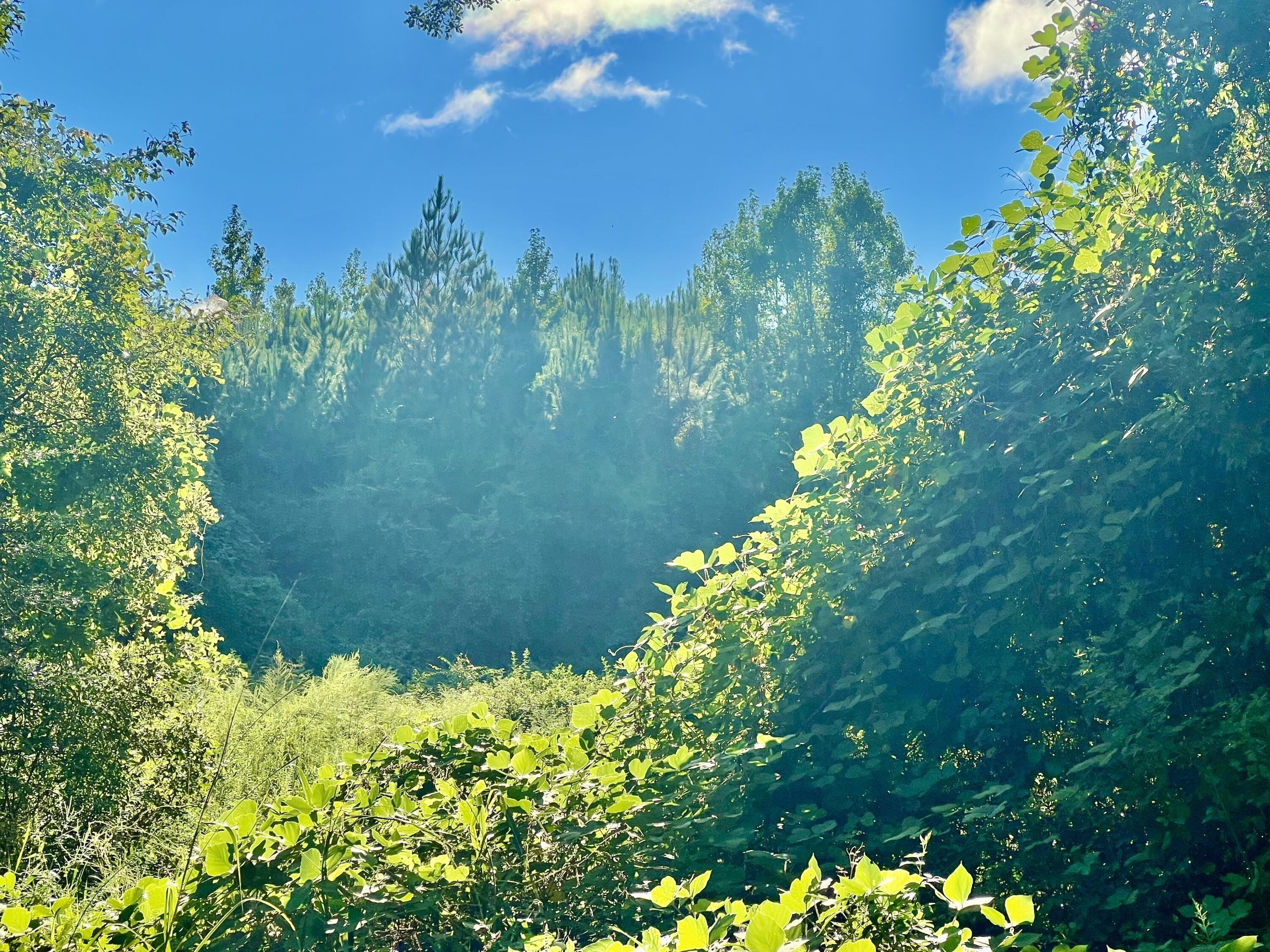 170 Acres Wooded Retreat Land