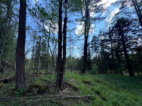 Wooded Hunting and Recreational Land