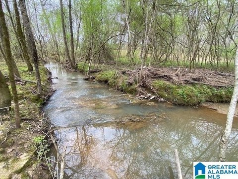Wooded Waterfront Tract with Branch Frontage