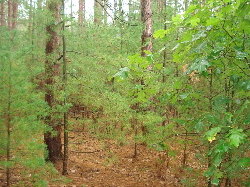 Picture 6