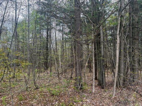 LAND - Burke, NY
