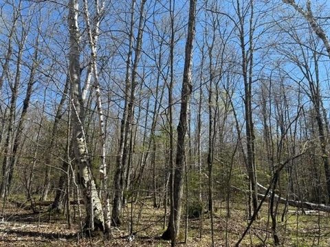 Scenic Wooded Lot near School