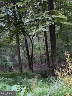 2.34 Acres Wooded Lot