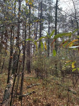36 Acres in Harmony Grove