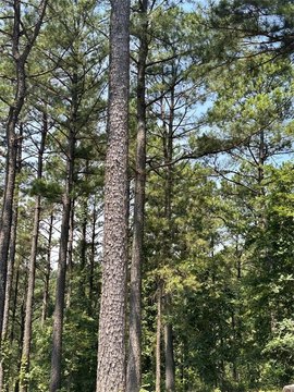 LAND - Broken Bow, OK