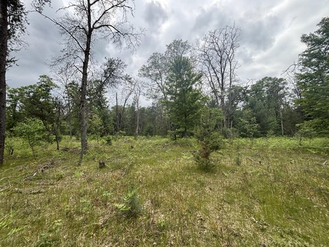 Wooded Land with Creek Frontage