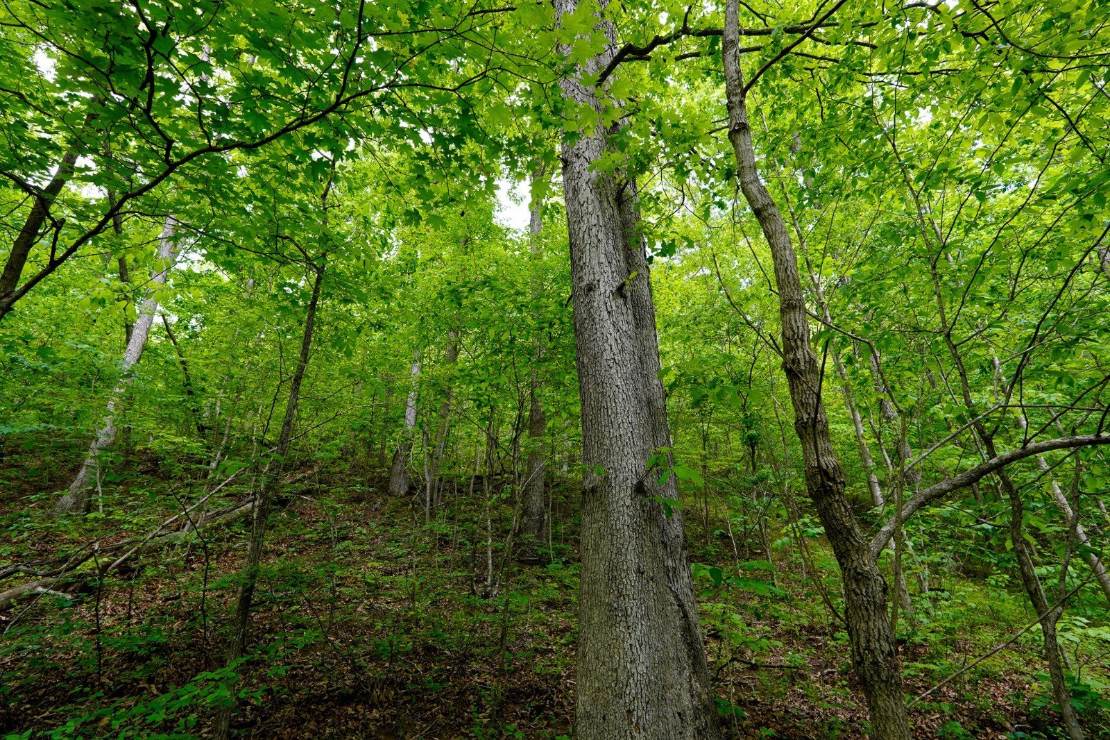 Crown City Vacant Land Opportunity