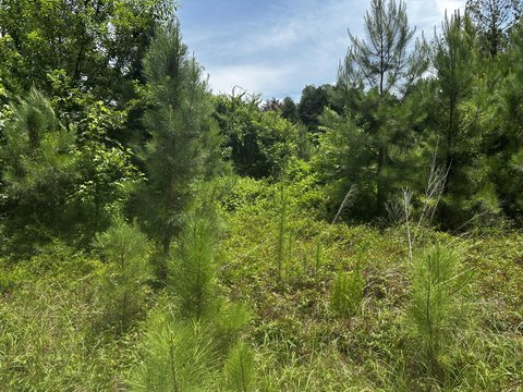 LAND - Sumter, SC