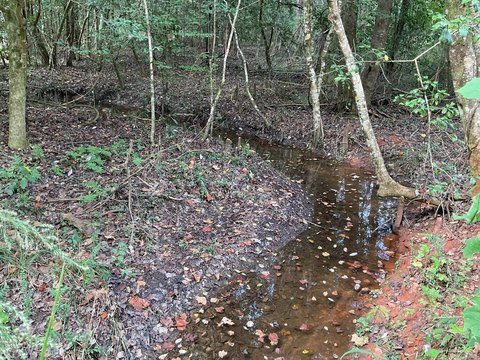 Hunting Land with Planted Pines