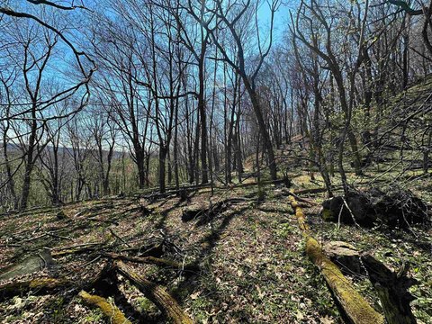 Wooded Residential Land Parcel