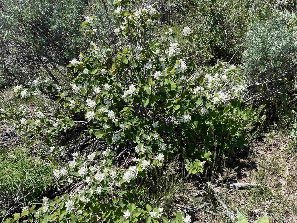 Picture 32