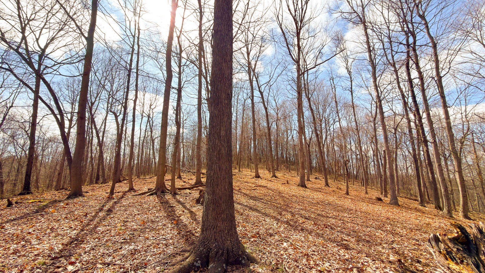213 Acres Vacant Land in Ohio