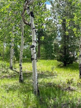 Woodland Park Land For Sale