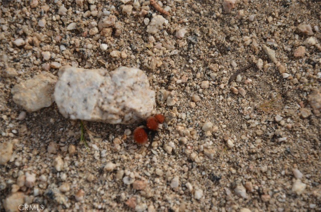 Picture 61