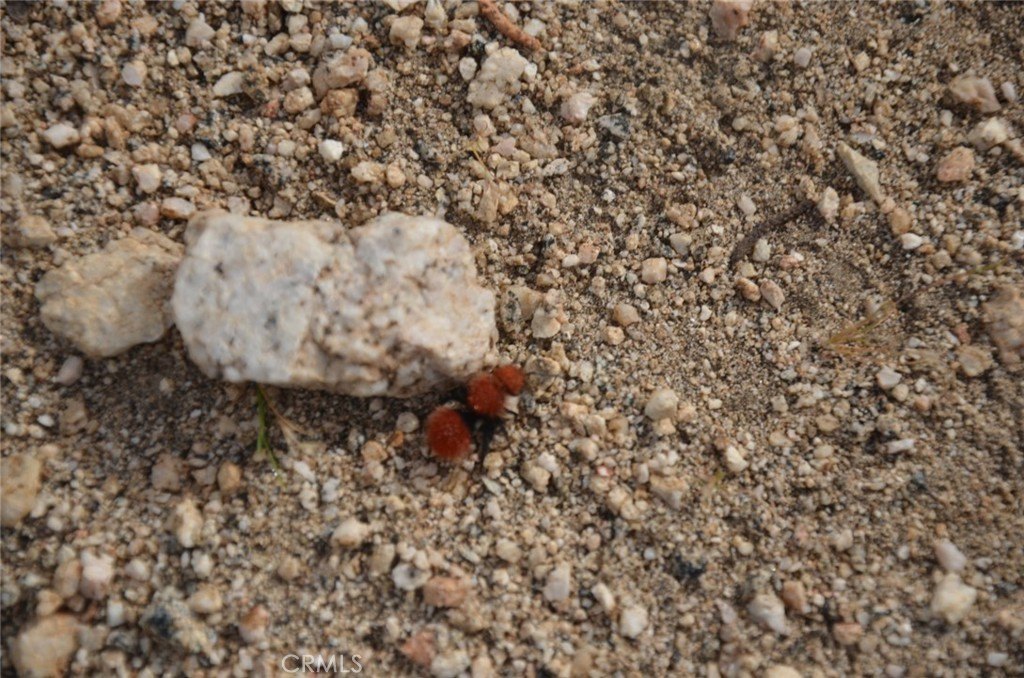 Picture 61