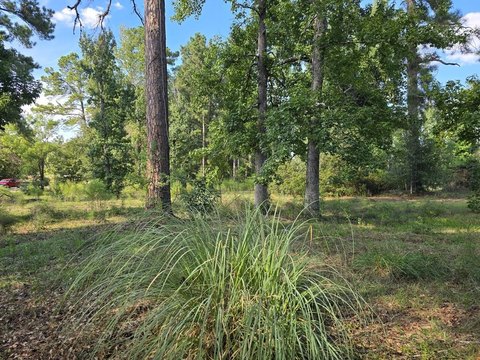 Land, Jasper, TX