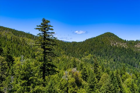 Timberland with Year-Round Creeks