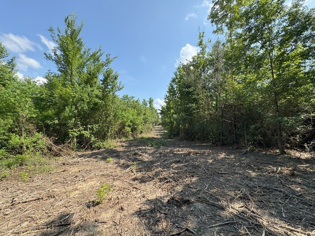 Picture 5