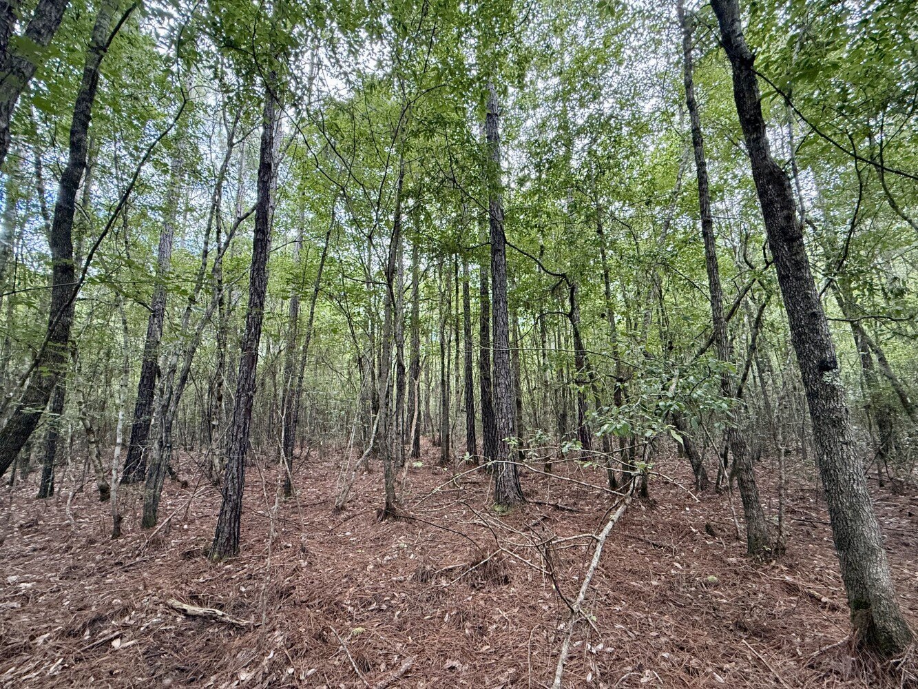 Secluded Hunting and Timber Investment