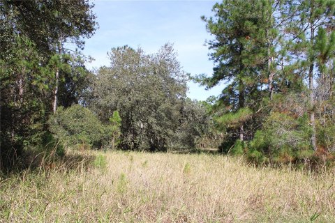 20-Acre Hunting and Homesite Land