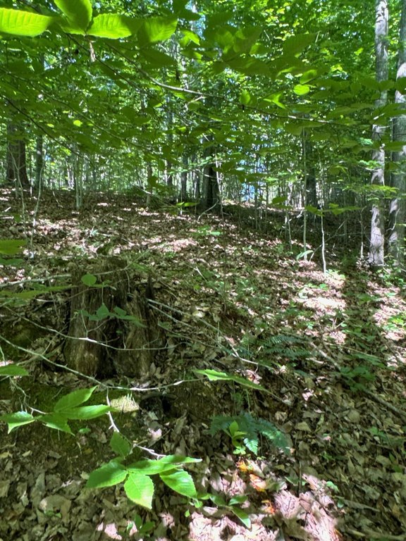 Picture 7