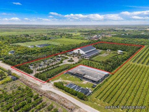 Mature Longan Grove Farm