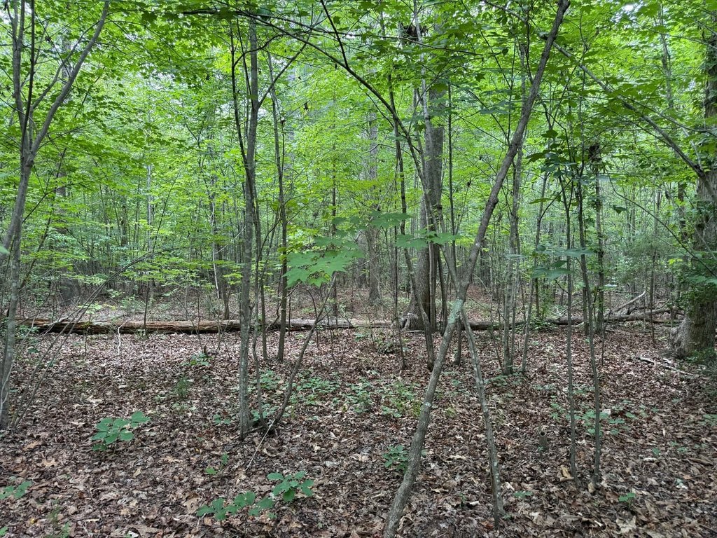 Picture 17