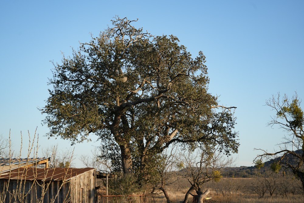 Picture 54