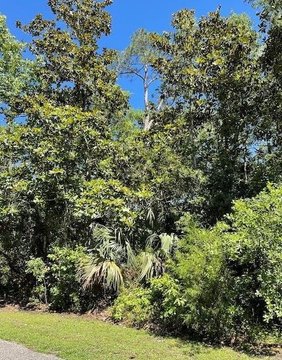 Apalachicola Wooded Corner Lot
