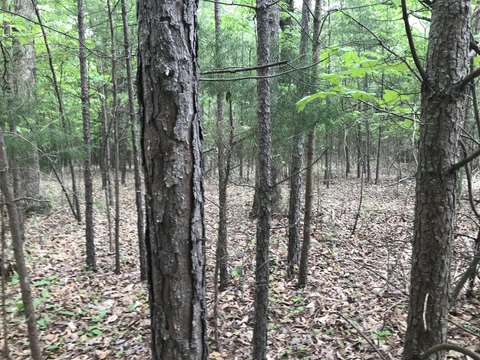 Dunlap, TN Land for Sale