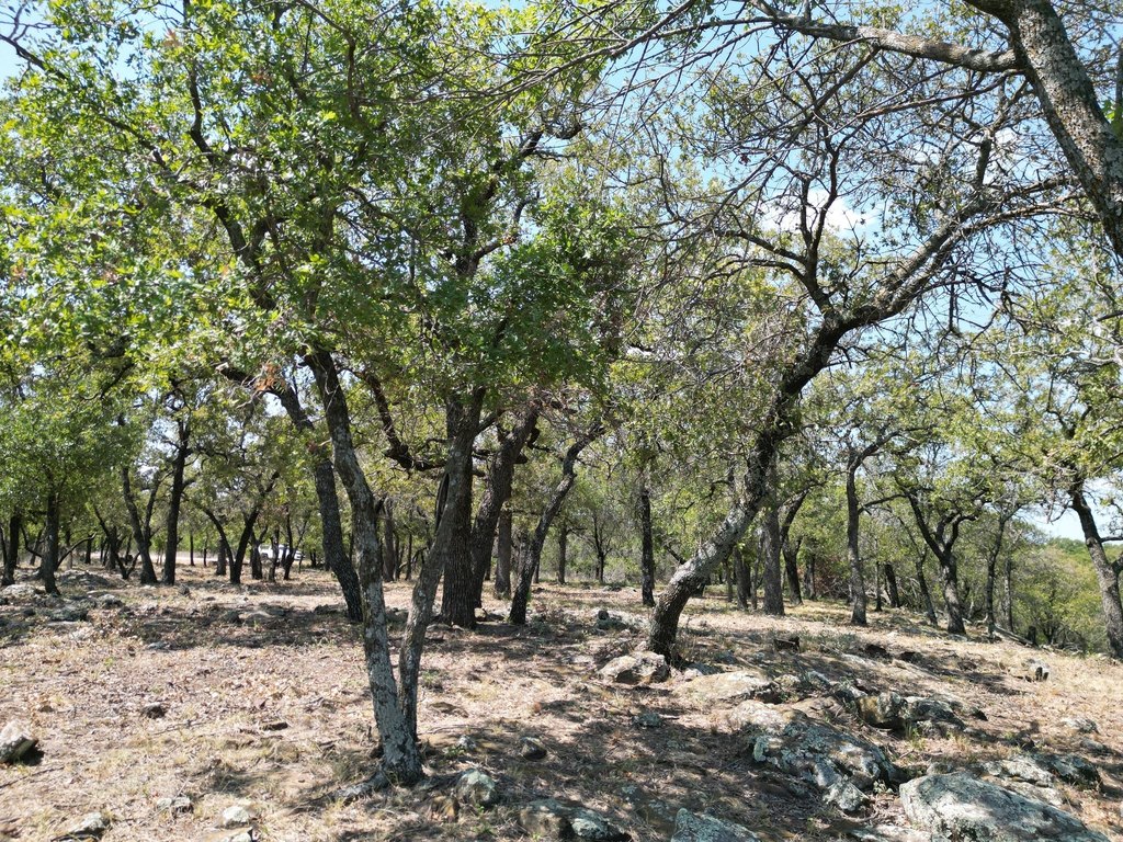 Picture 8
