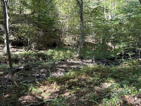 Private Wooded Acreage in Terra Alta