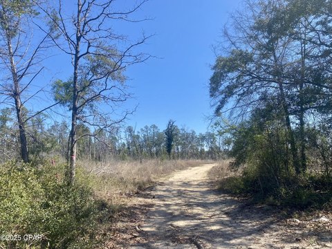 50 Acres Near Bristol, Florida