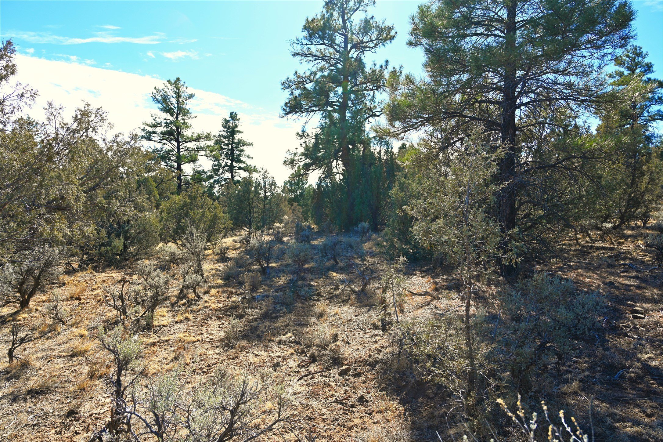 Tierra Amarilla Off-Grid Land