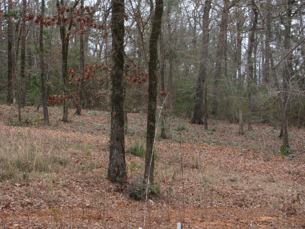 Picture 5