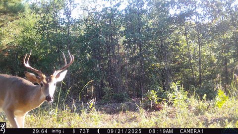 Hallsville Acreage with Hilltop View