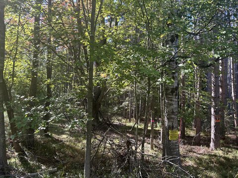 Land Near Canadian Lakes