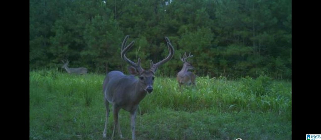 Picture 36