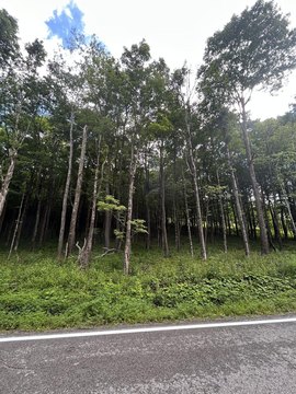 Wooded Recreation Land