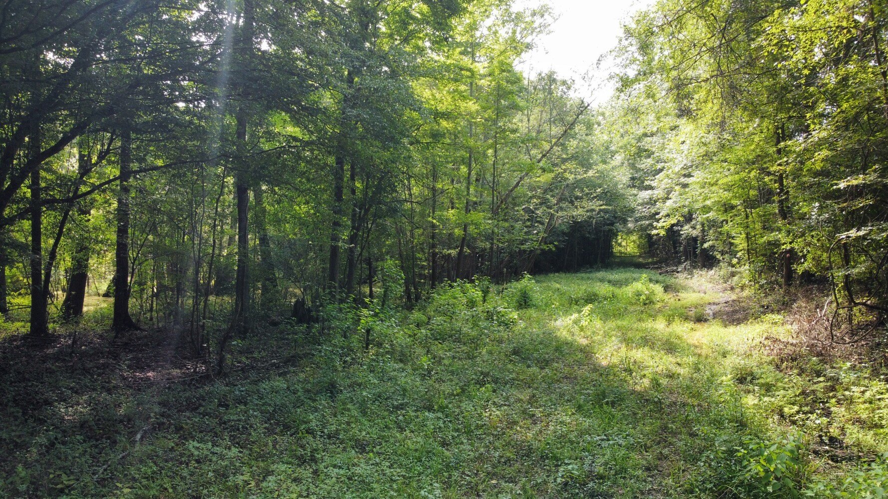 Ridgeville Land with Hunting Potential