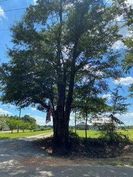 Land, Dothan, AL