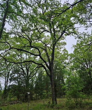 5+ Acres of Country Living
