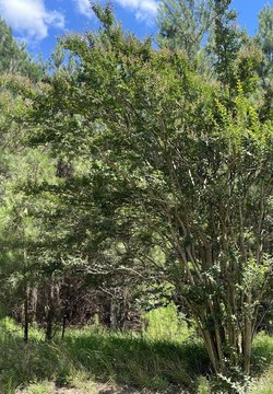 LAND - Saluda, SC