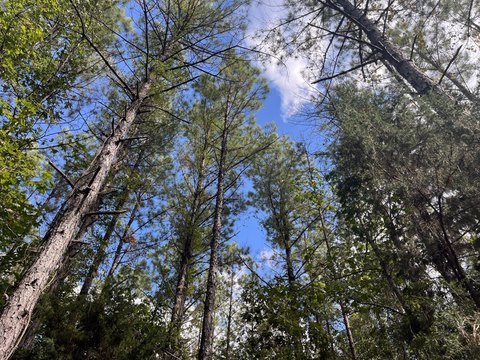 Perryville Hunting and Timber Investment