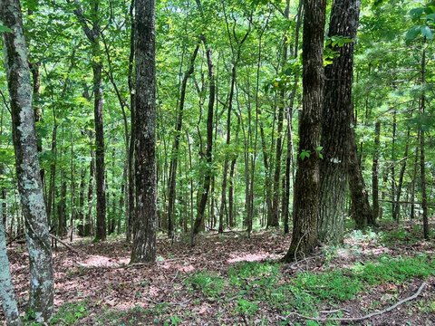 LAND - Ellijay, GA