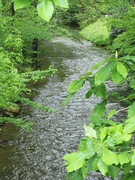 Land with Creek Frontage