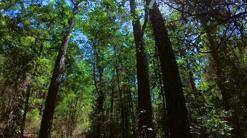 LAND - Pittsburg, TX