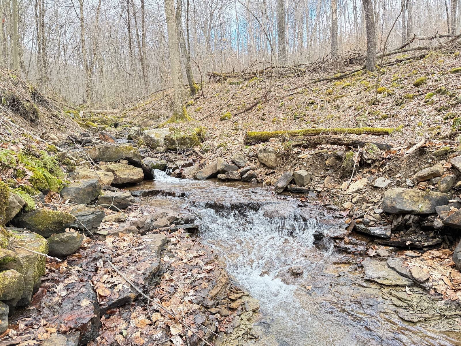 Wooded Land with Stream
